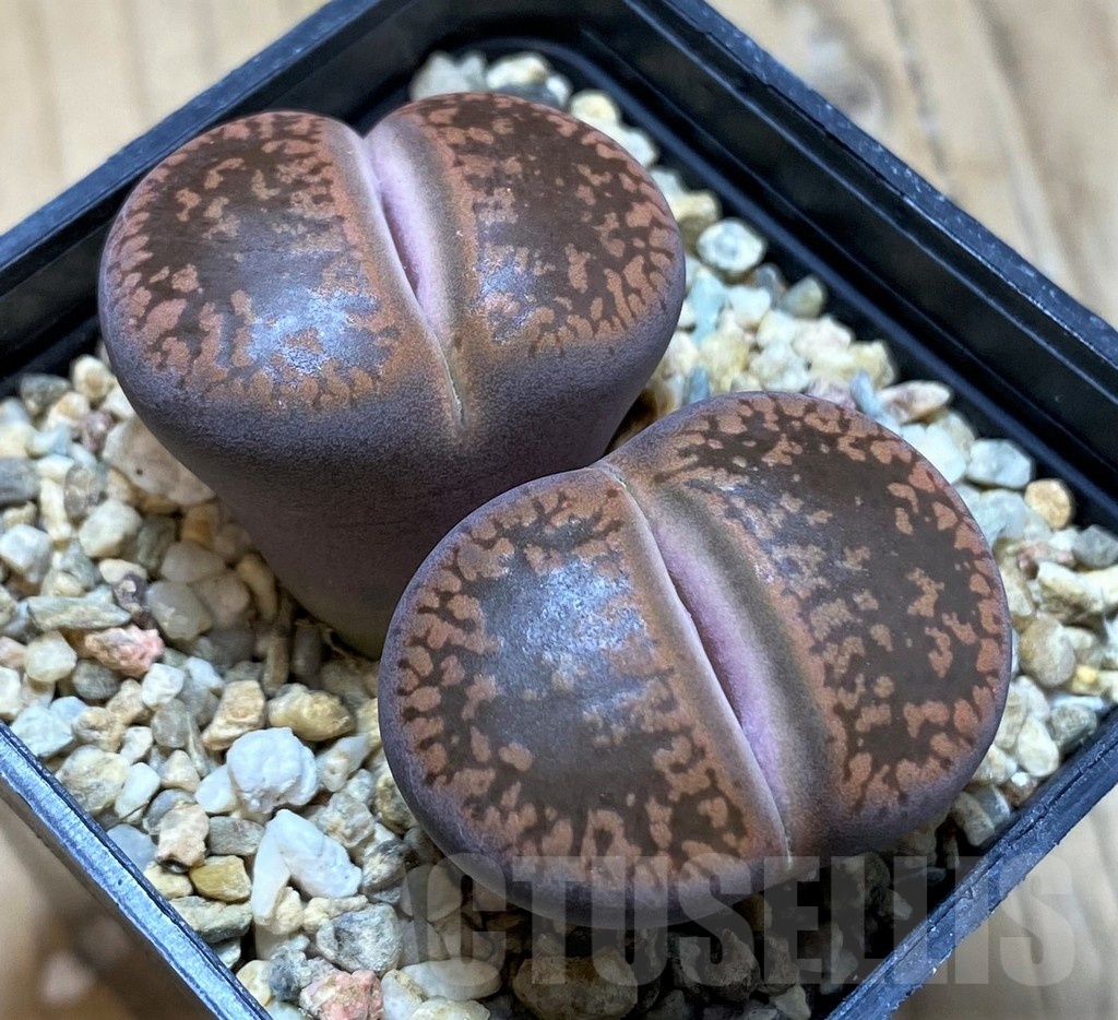 SH22339 Lithops halii