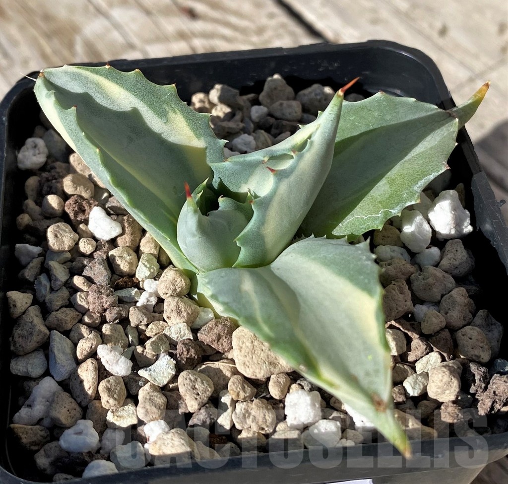 SH22419 Agave istmensis f. variegata