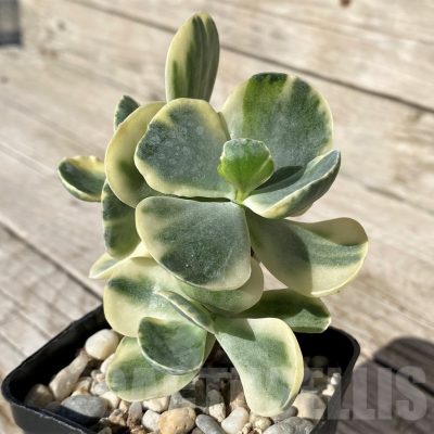 SH22428 Cotyledon undulata f. variegata