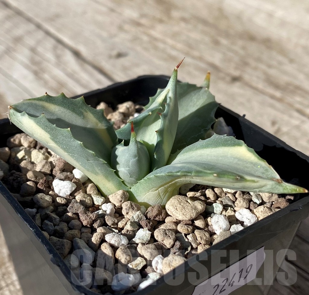SH22419 Agave istmensis f. variegata - Image 2