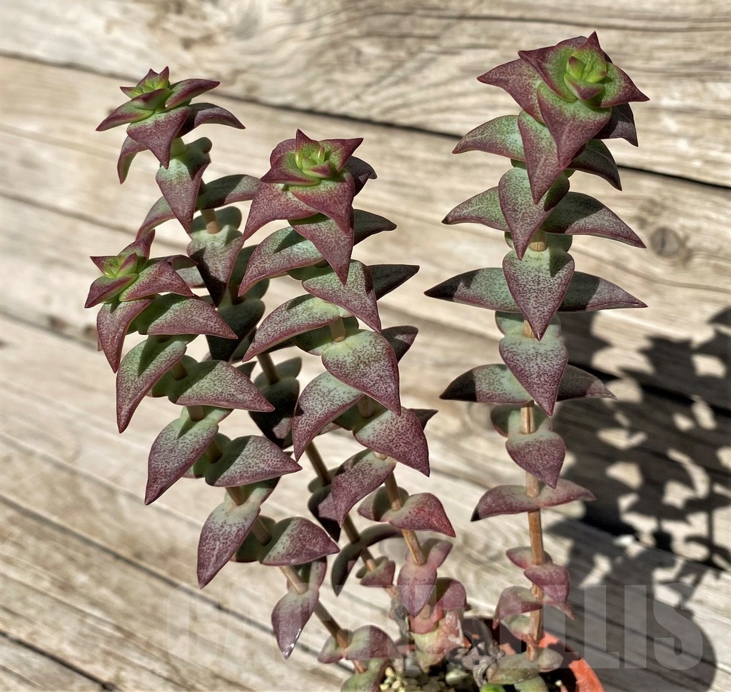 SH22429 Crassula perforata