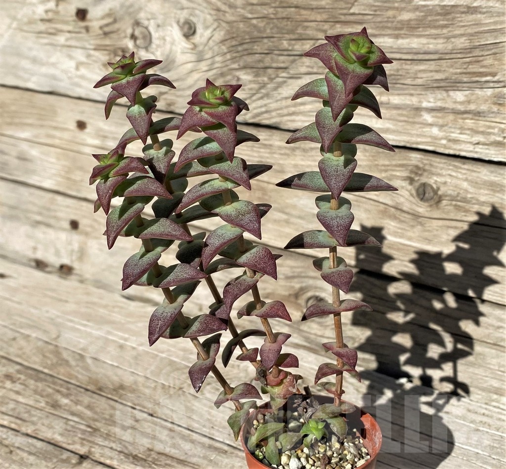 SH22429 Crassula perforata - Image 2
