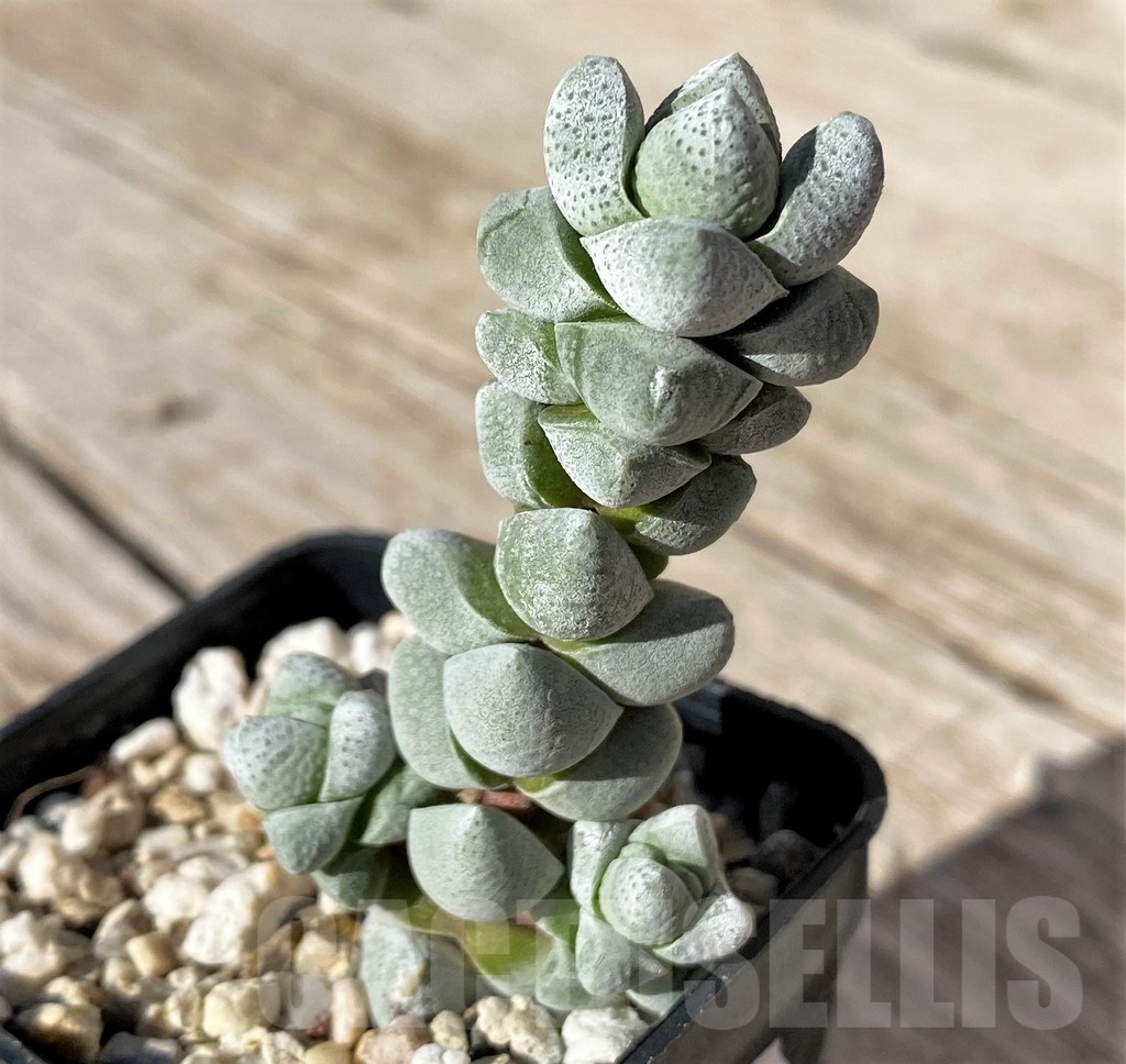SH22433 Crassula deceptor - Image 2