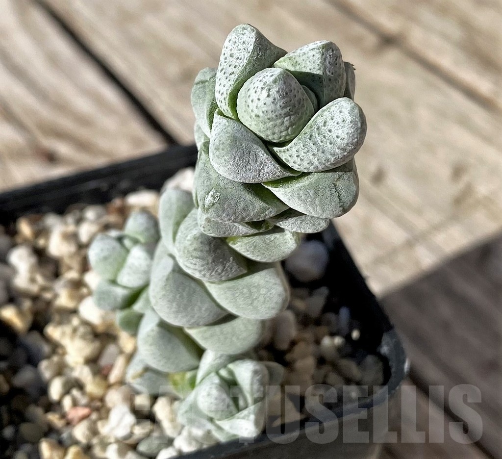 SH22433 Crassula deceptor