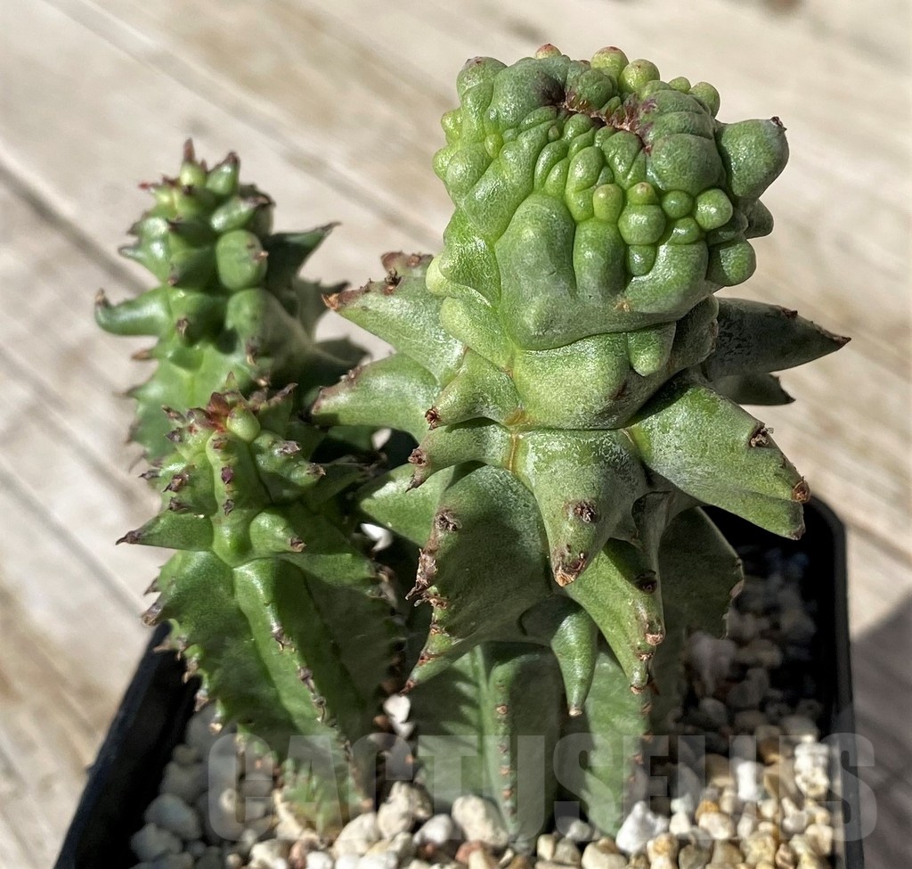 SH22420 Euphorbia horrida f. monstrosa