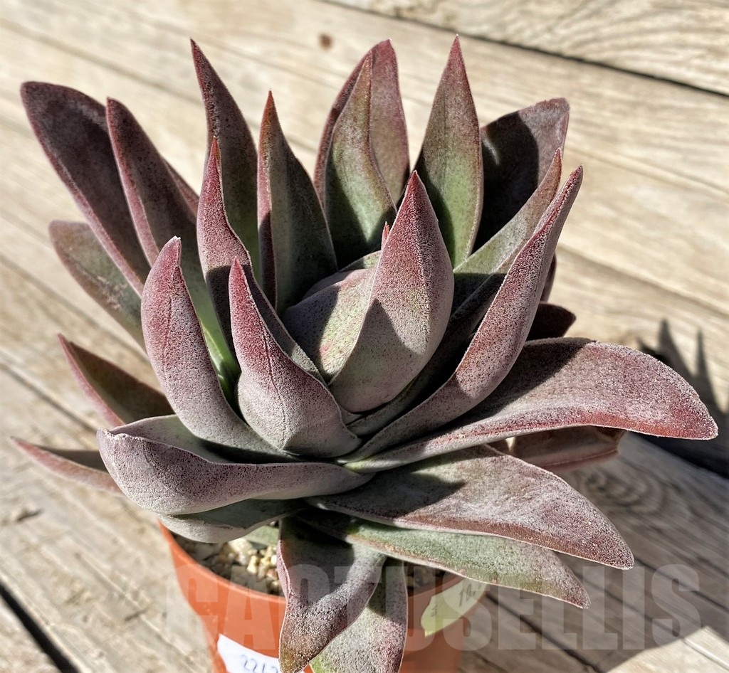 SH22436 Crassula ‘Garnet Lotus’