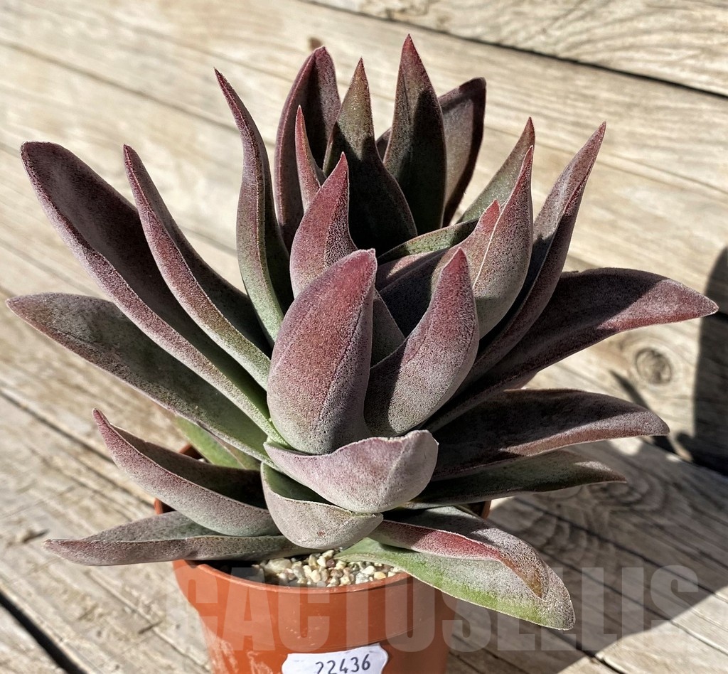 SH22436 Crassula ‘Garnet Lotus’ - Image 2