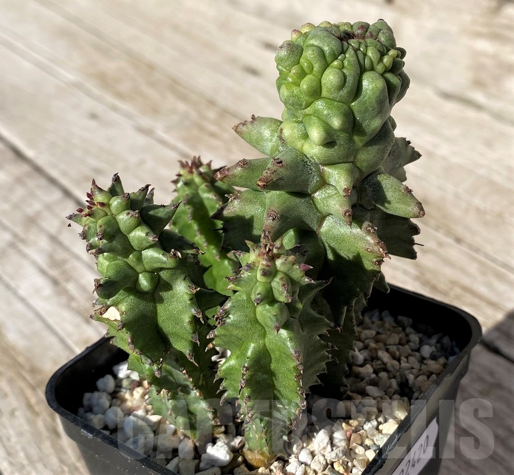SH22420 Euphorbia horrida f. monstrosa - Image 2
