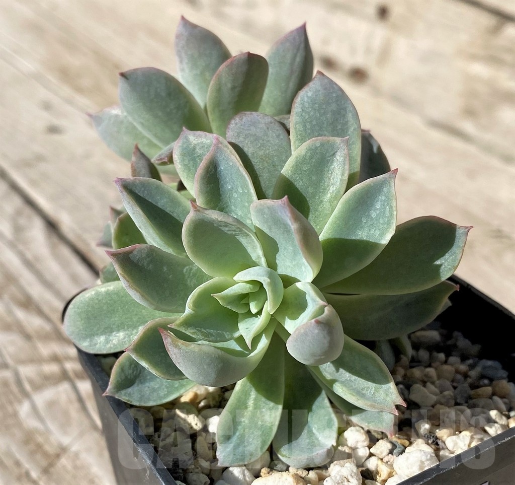 SH22440 Echeveria 'Violet Queen'
