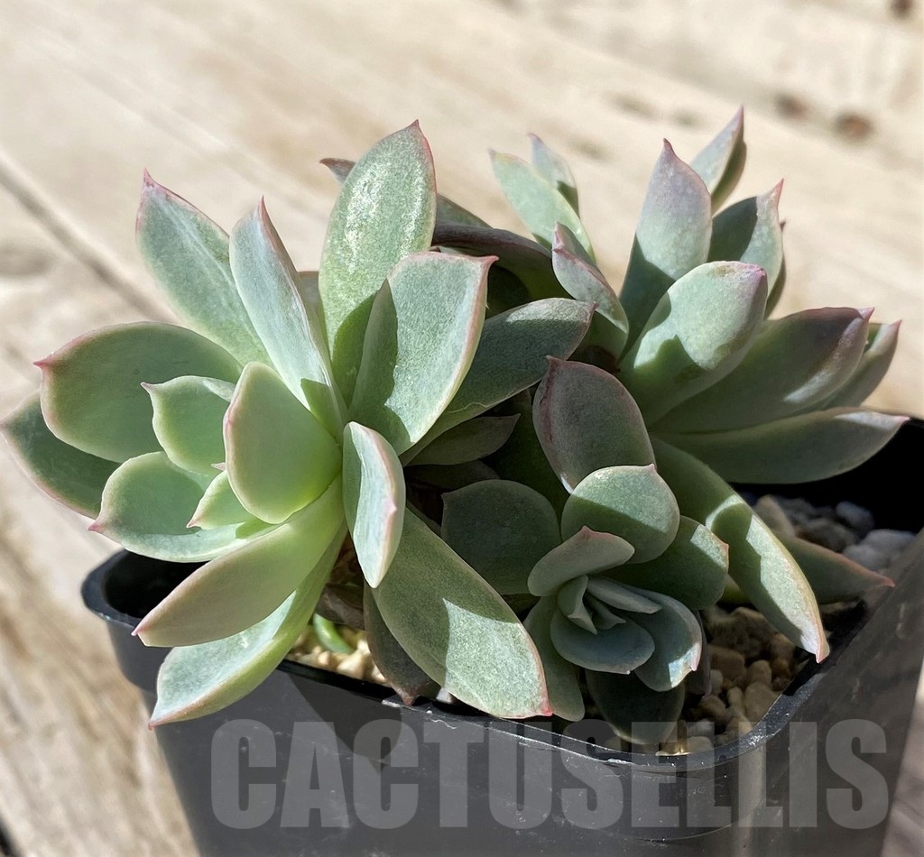 SH22440 Echeveria 'Violet Queen' - Image 2