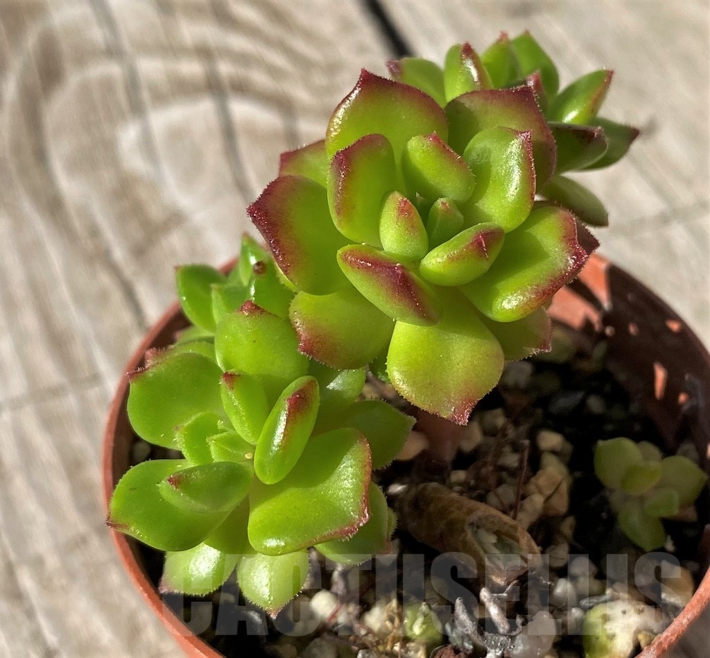 SH22441 Sedeveria 'Letizia' - Image 2