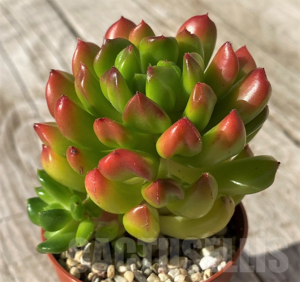 SH22442 Echeveria 'Red lantern' - Image 2