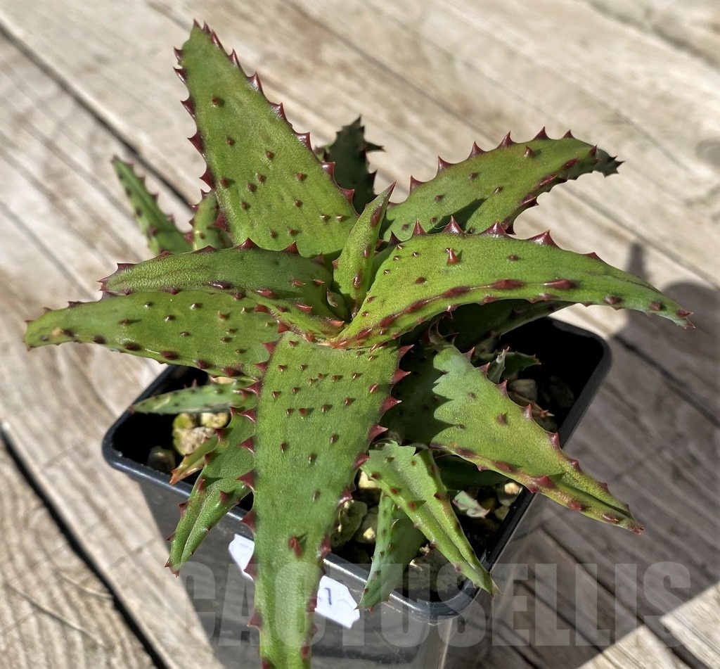 SH22421 Aloe castilloniae hybrid