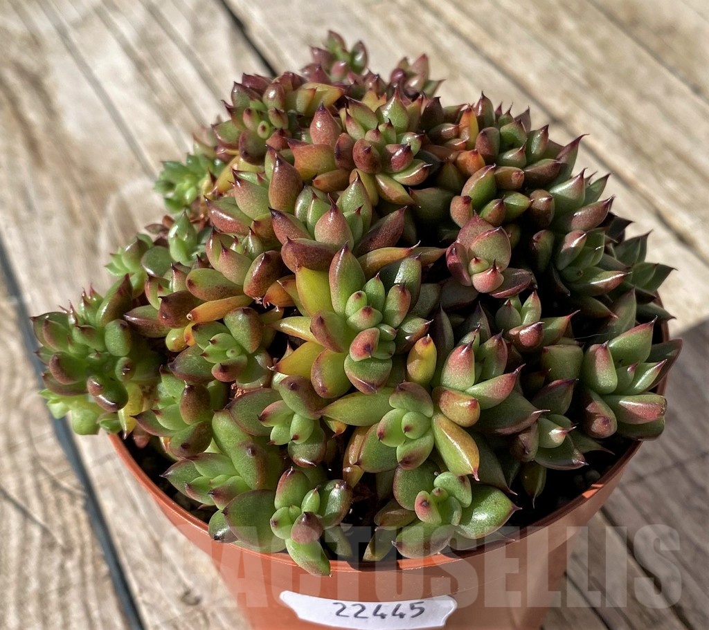 SH22445 Echeveria agavoides f. cristata - Image 2