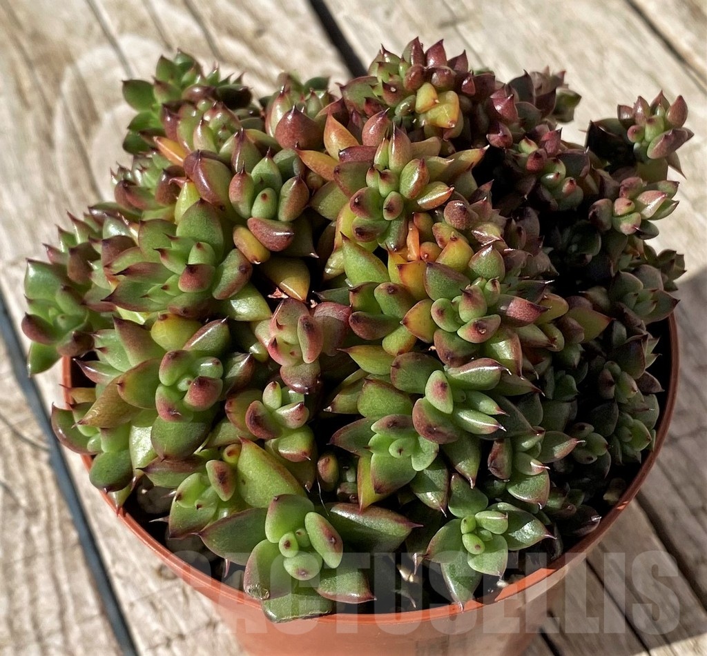 SH22445 Echeveria agavoides f. cristata