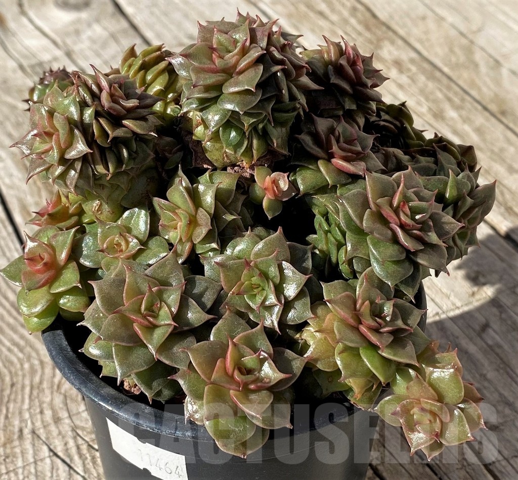 SH22447 Echeveria ‘Golden Flame’