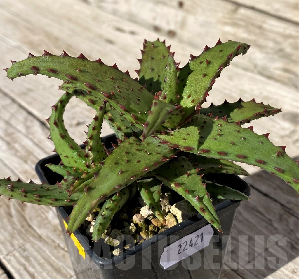 SH22421 Aloe castilloniae hybrid - Image 2