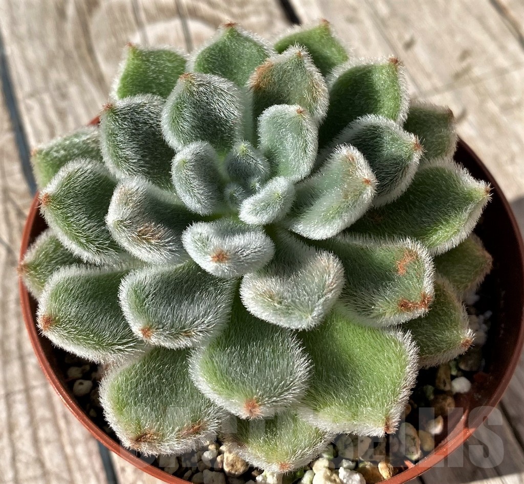 SH22449 Echeveria setosa - Image 2