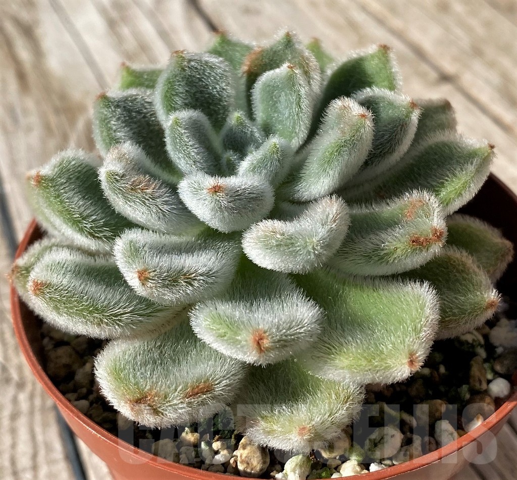 SH22449 Echeveria setosa