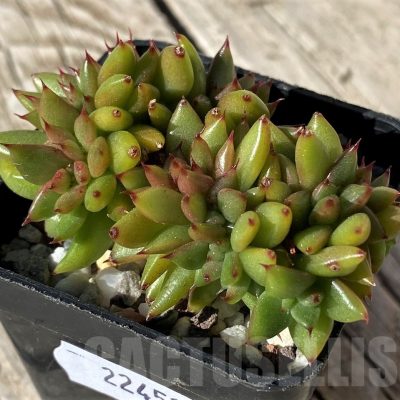 SH22451 Echeveria agavoides f. cristata