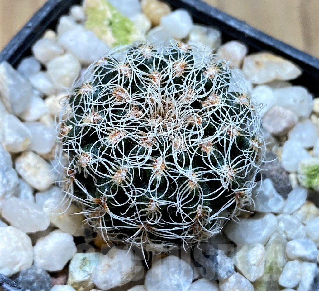 YAR22467 Gymnocalycium gertii GN 968-1