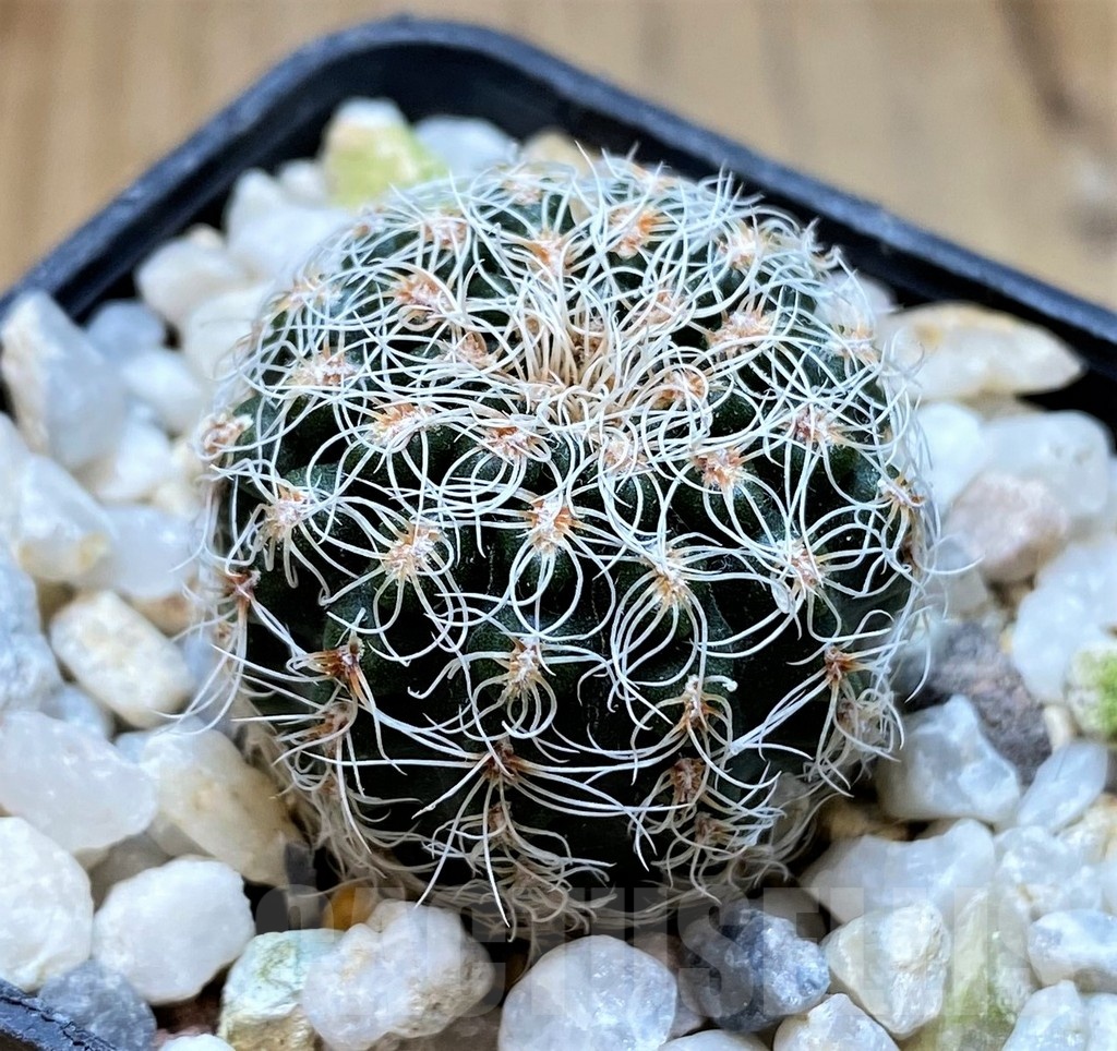 YAR22467 Gymnocalycium gertii GN 968-1 - Image 2