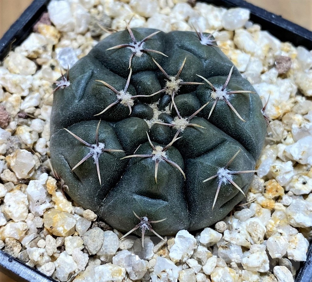 YAR22468 Gymnocalycium sibalii WP 28-33 - Image 2