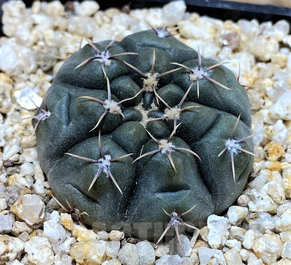 YAR22468 Gymnocalycium sibalii WP 28-33