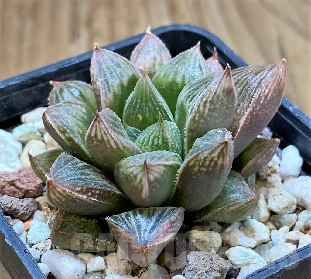 SH22588 Haworthia cooperi hybrid