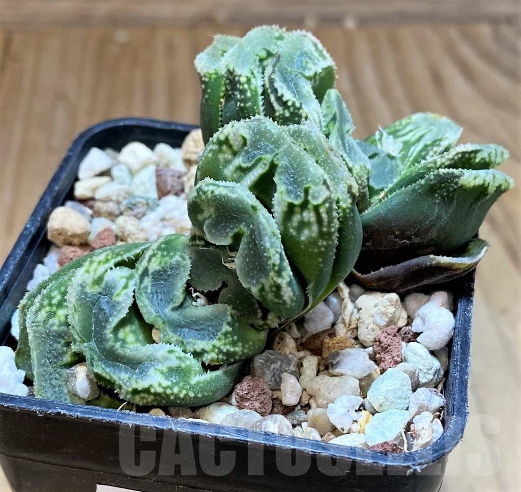 SH22589 Haworthia truncata x splendens - Image 2