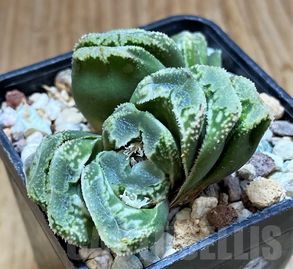 SH22589 Haworthia truncata x splendens