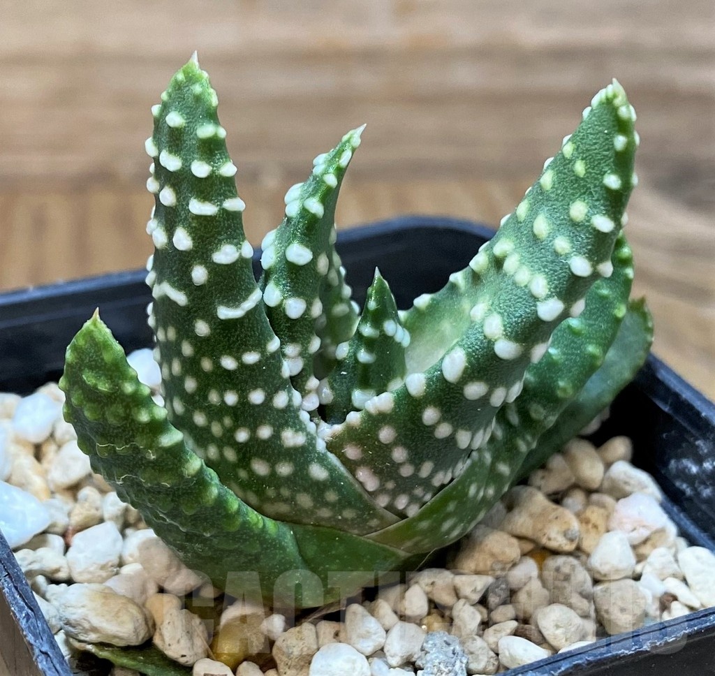 SH22591 Haworthia maxima - Image 2