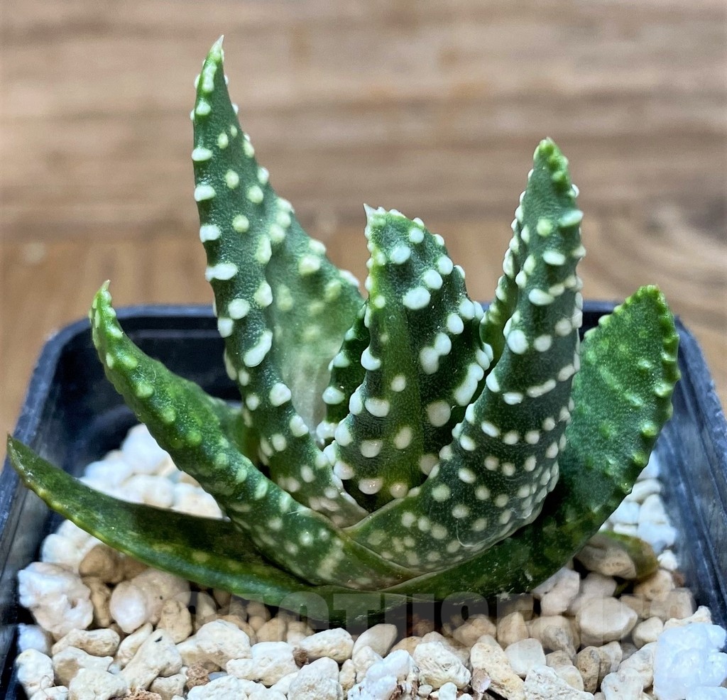 SH22591 Haworthia maxima