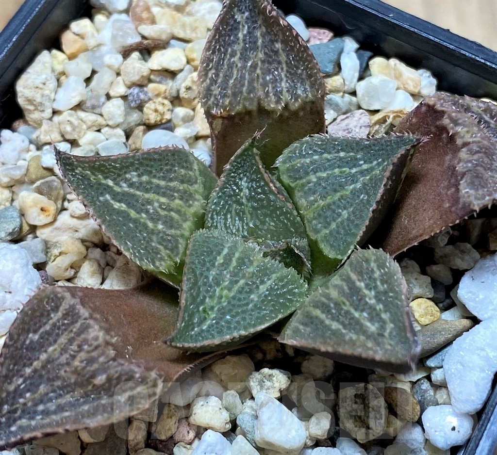 SH22559 Haworthia magnifica hybrid