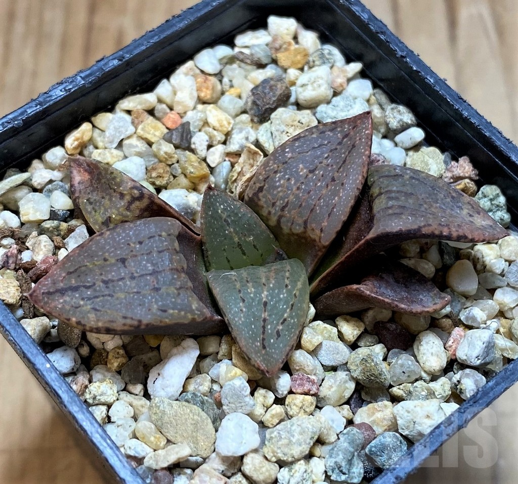 SH22592 Haworthia picta v. janvlokii - Image 2