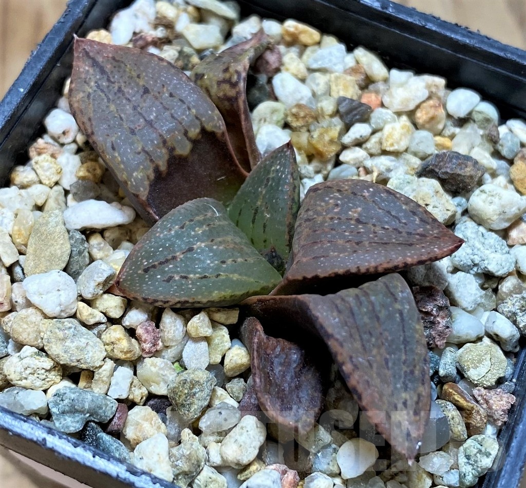 SH22592 Haworthia picta v. janvlokii