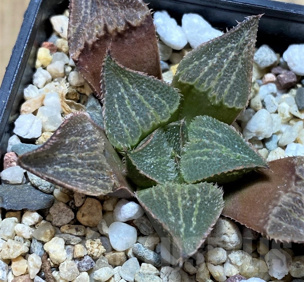 SH22559 Haworthia magnifica hybrid - Image 2