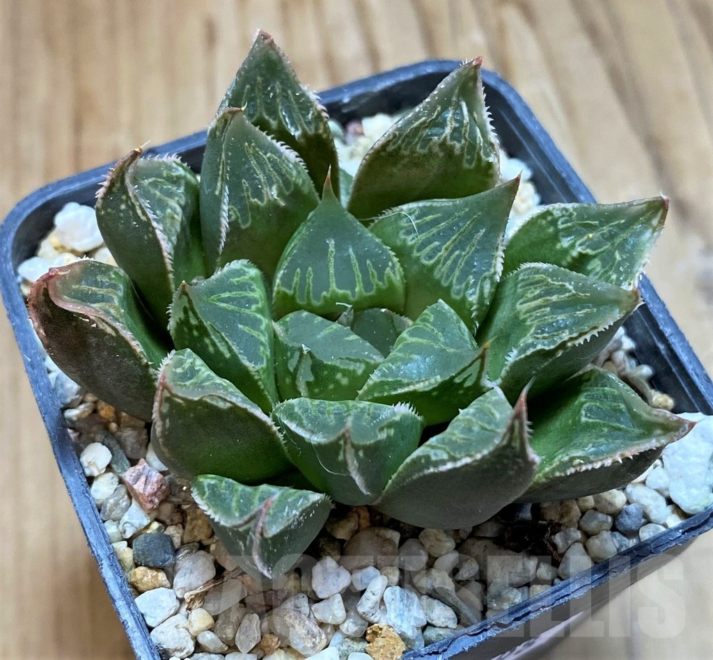SH22598 Haworthia mirabilis hybrid - Image 2