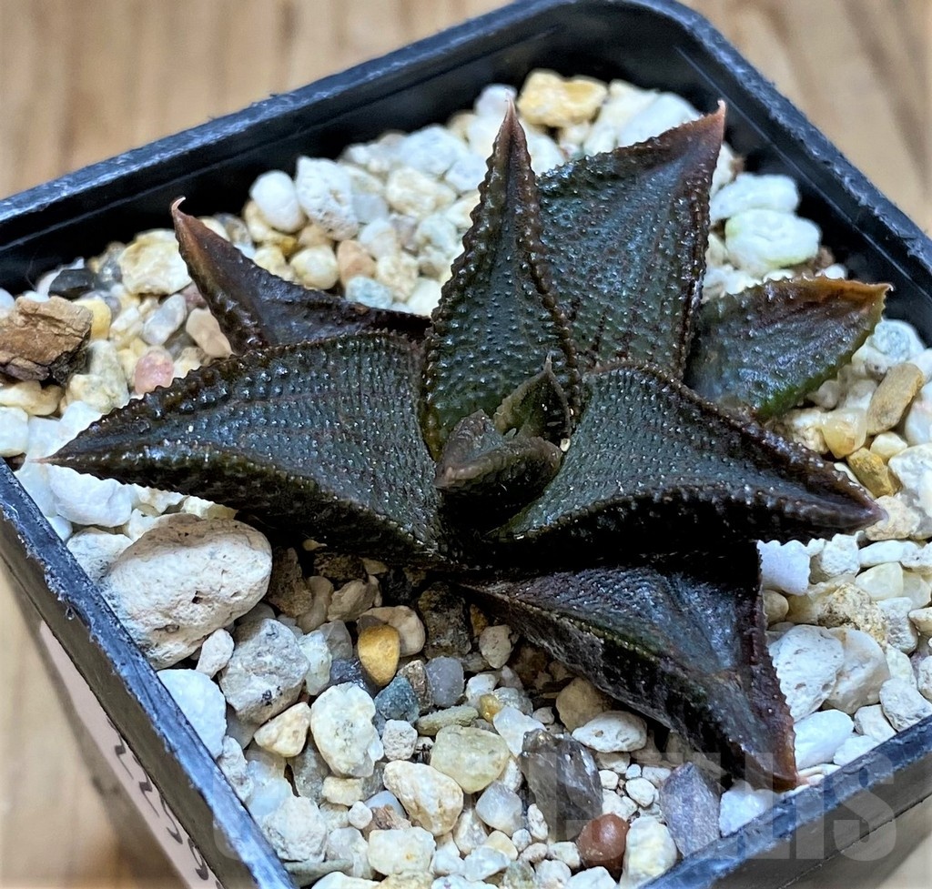 SH22599 Haworthia koelmaniorum hybrid - Image 2