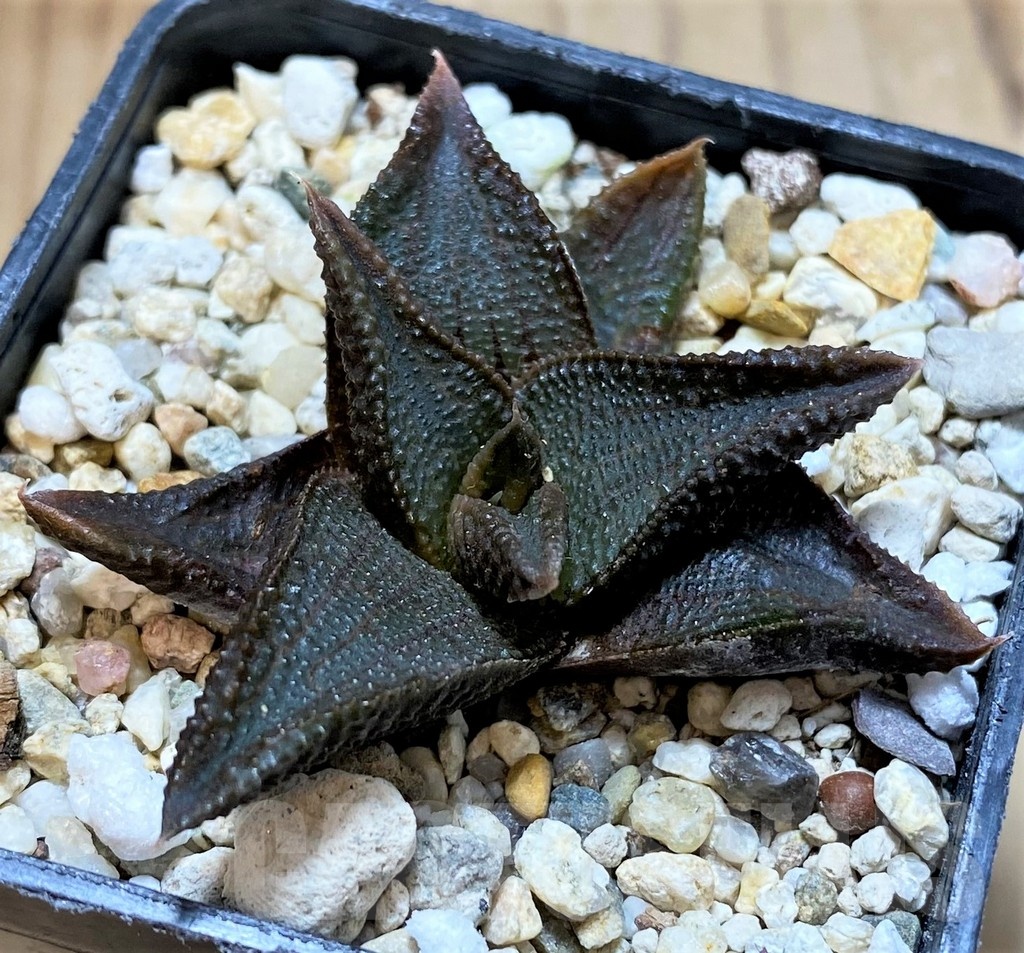 SH22599 Haworthia koelmaniorum hybrid