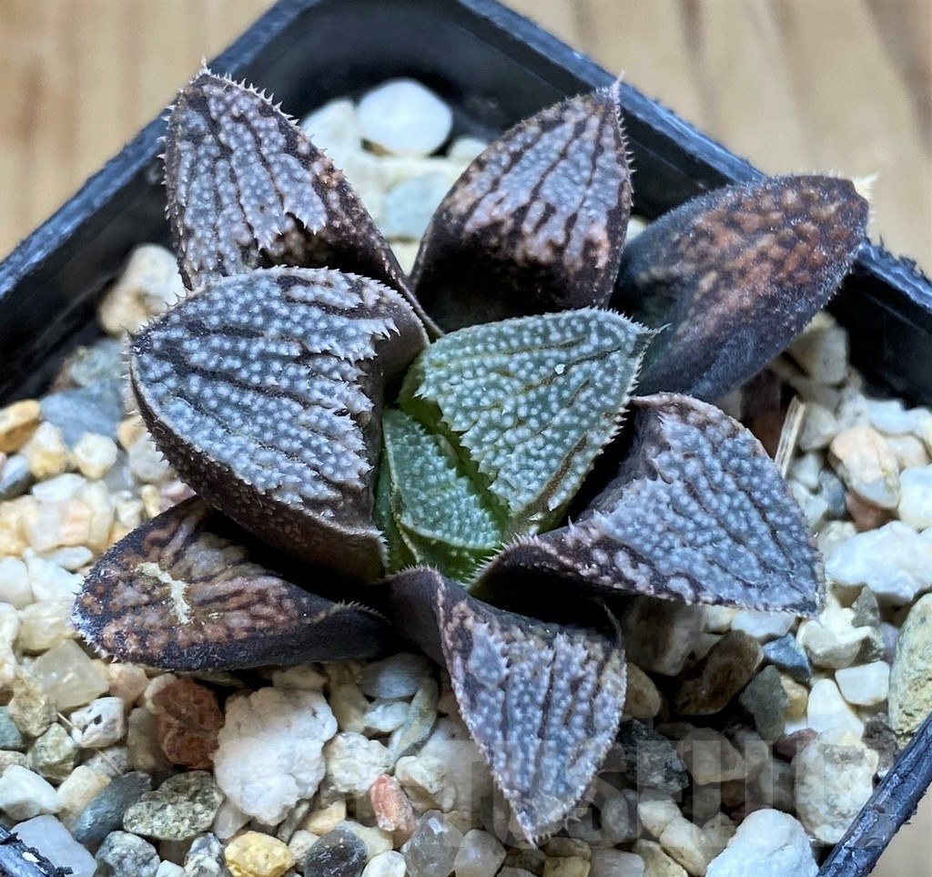 SH22602 Haworthia splendens 'Hakuja'
