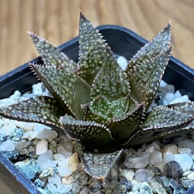 SH22609 Haworthia reticulata hybrid