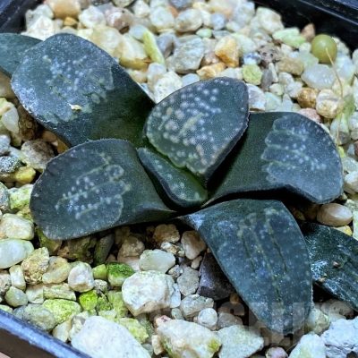SH22611 Haworthia groenewaldii