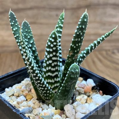 SH22612 Haworthia minima