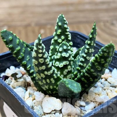 SH22613 Haworthia pumila 'Donut', seedling