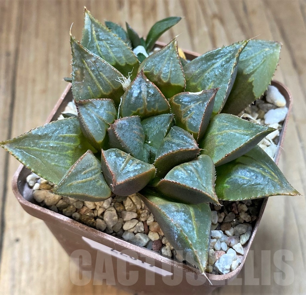 SH22617 Haworthia mirabilis 'Mundula' - Image 2