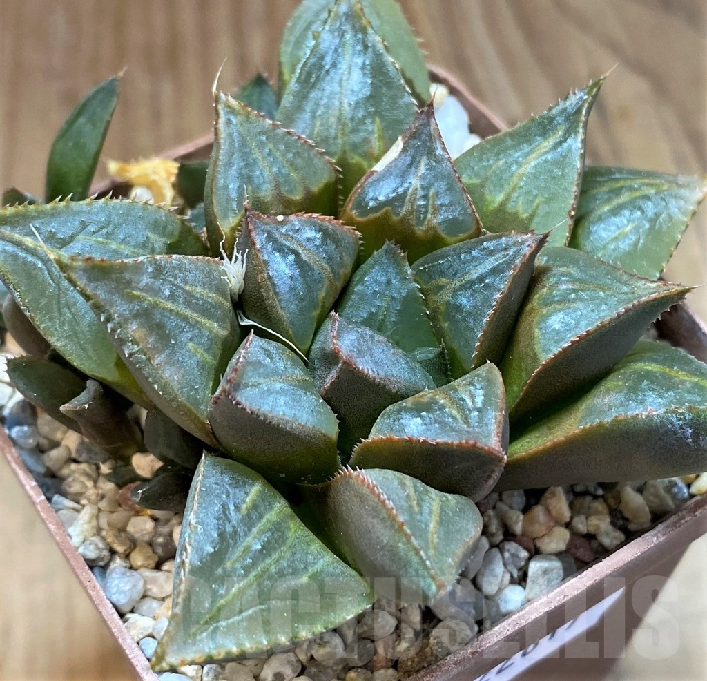 SH22617 Haworthia mirabilis 'Mundula'