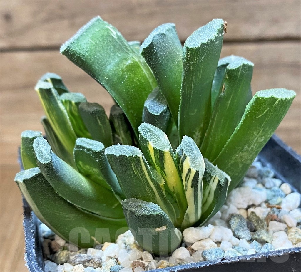 SH22618 Haworthia truncata f. variegata - Image 2