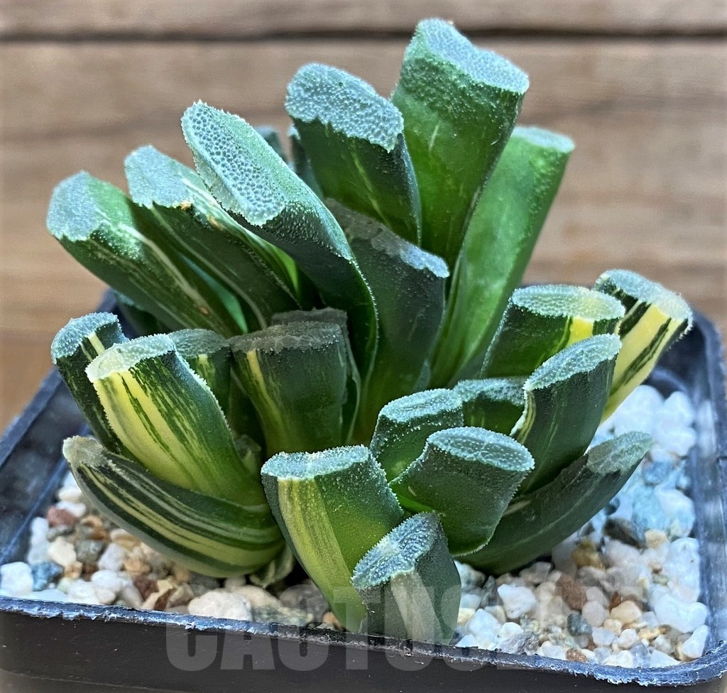 SH22618 Haworthia truncata f. variegata