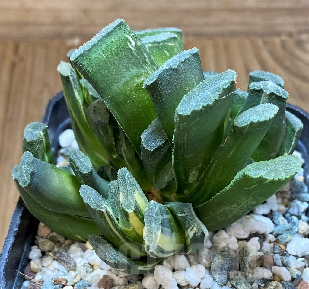 SH22618 Haworthia truncata f. variegata - Image 3